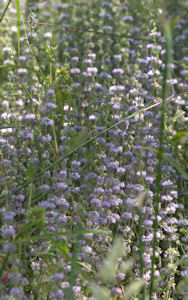 2009-08-24_34 Pennyroyal Cropped TN.jpg - 41642 Bytes